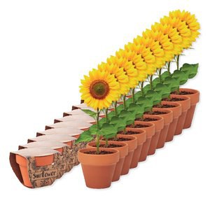 Pack de 10 GiftRetail MO6147 - SUNFLOWER Juego de macetas de terracota