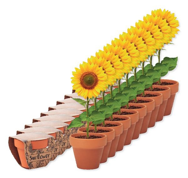 Pack de 10 GiftRetail MO6147 - SUNFLOWER Juego de macetas de terracota